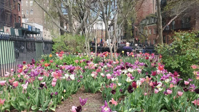Pink, purple and white tulips blooming in a park