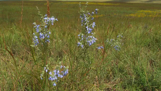 fall wildflowers at the preserve