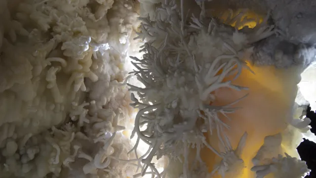 Twisty helictites growing off a stalactite