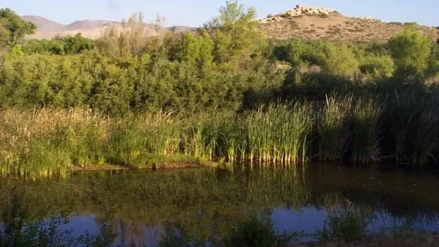 A marsh with open water, cattails, and a masonry dwelling beyond.