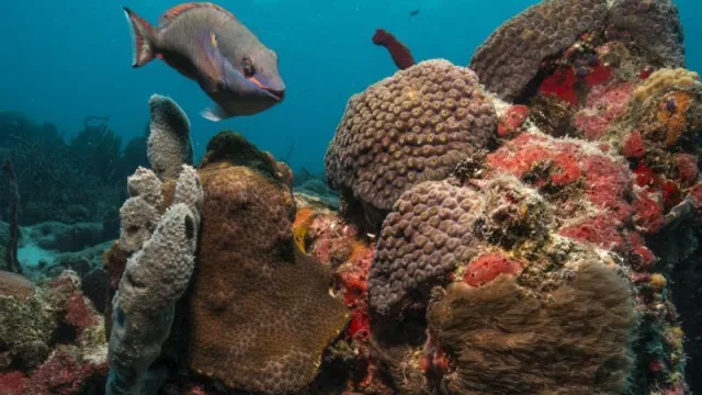Parrot Fish posing for the camera over several corals