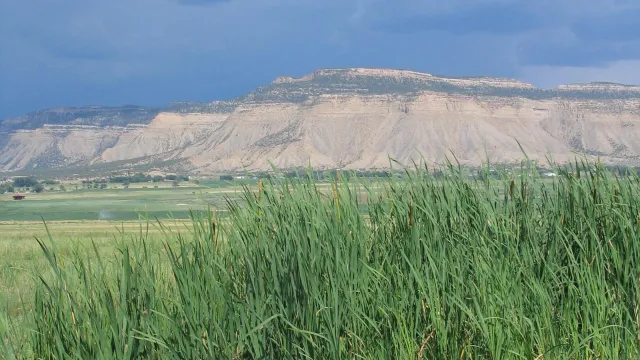 Cattails with mesa in background.